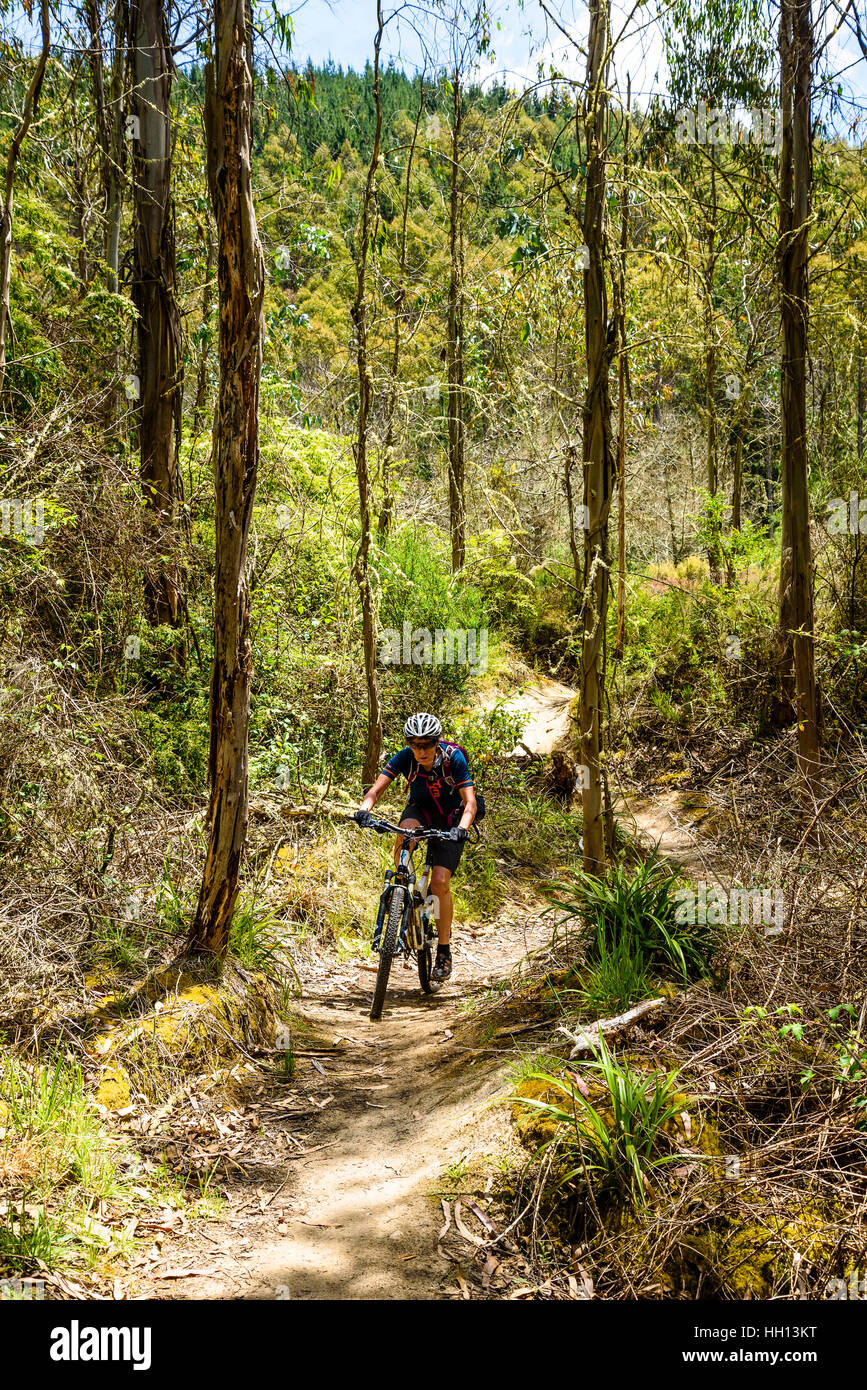 Ciclista de montaña en cráteres Mountain Bike Park en Wairakei bosque cerca de Taupo, Isla del Norte, Nueva Zelanda Foto de stock