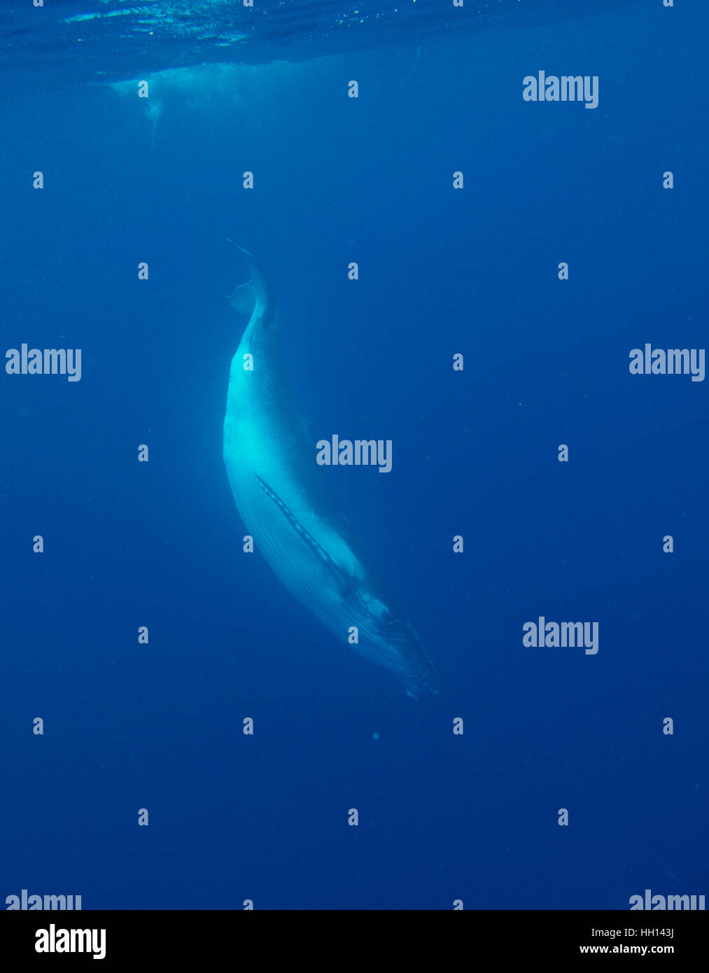 La ballena jorobada, Megaptera novaeangliae. Las islas de Tonga. Polinesia Foto de stock