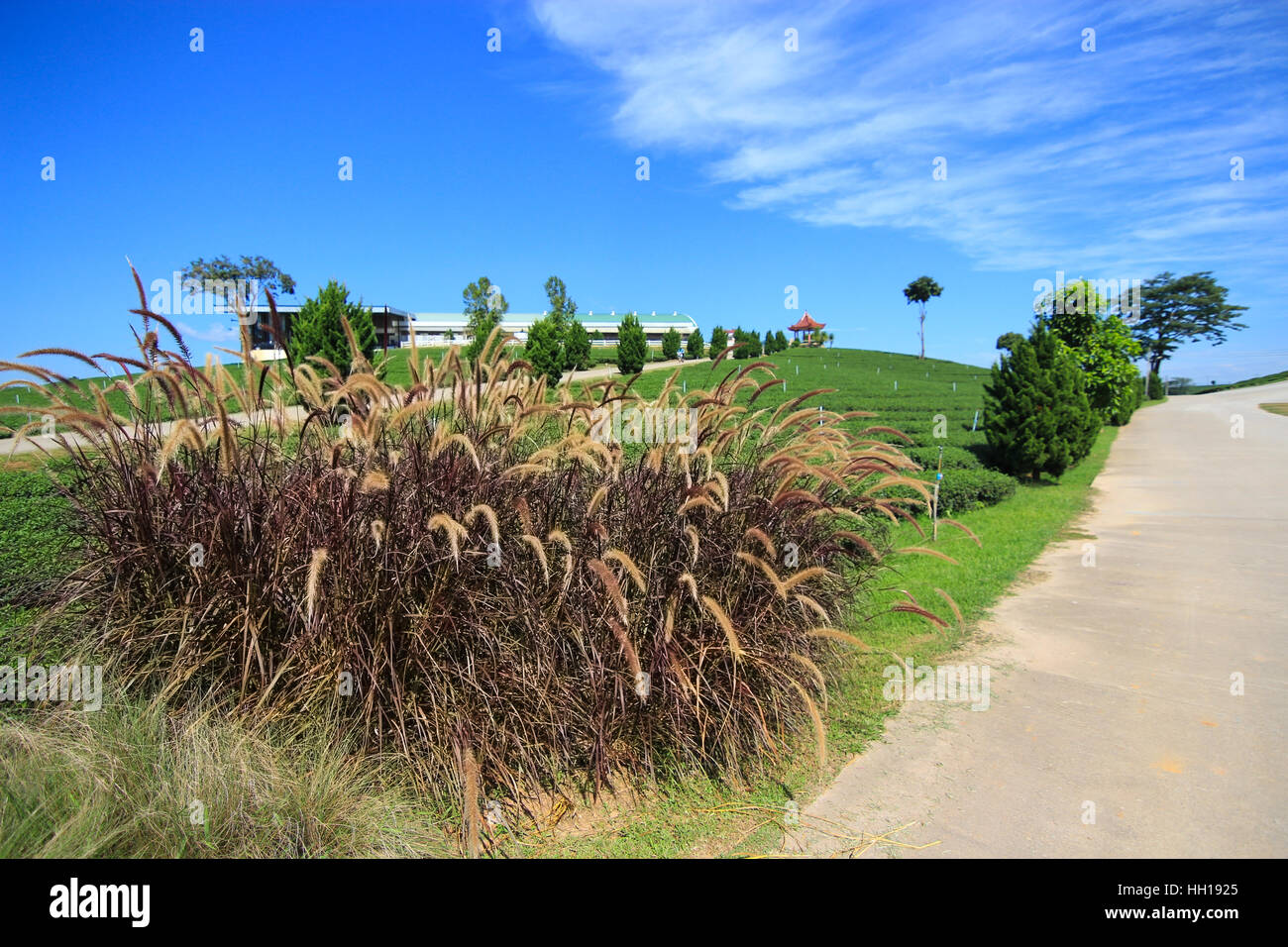 Fuente de Pennisetum pasto en la plantación de té con fondo de cielo azul Foto de stock