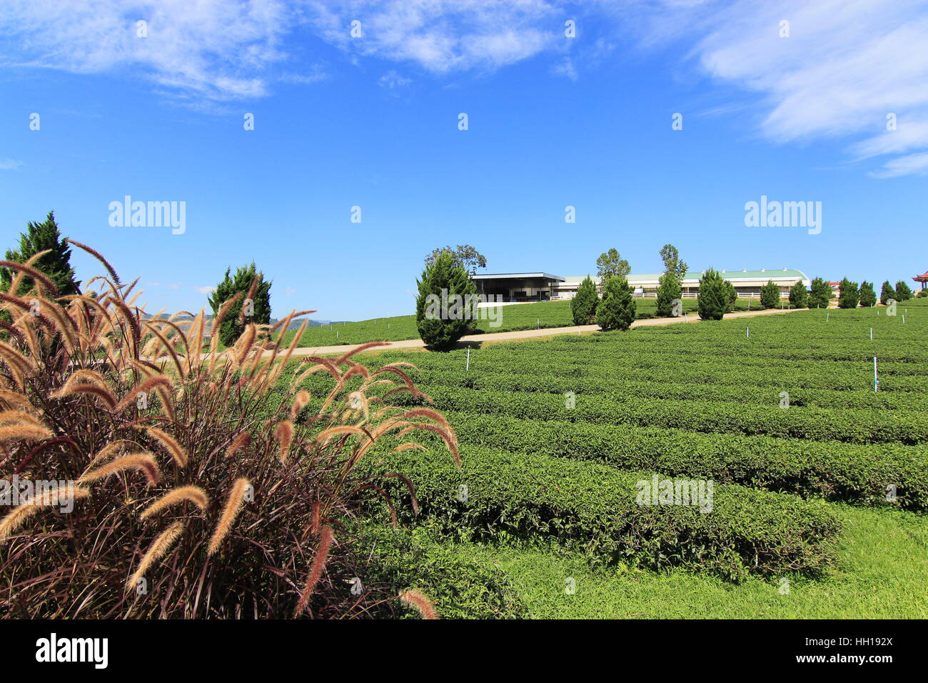 Fuente de Pennisetum pasto en la plantación de té con fondo de cielo azul Foto de stock