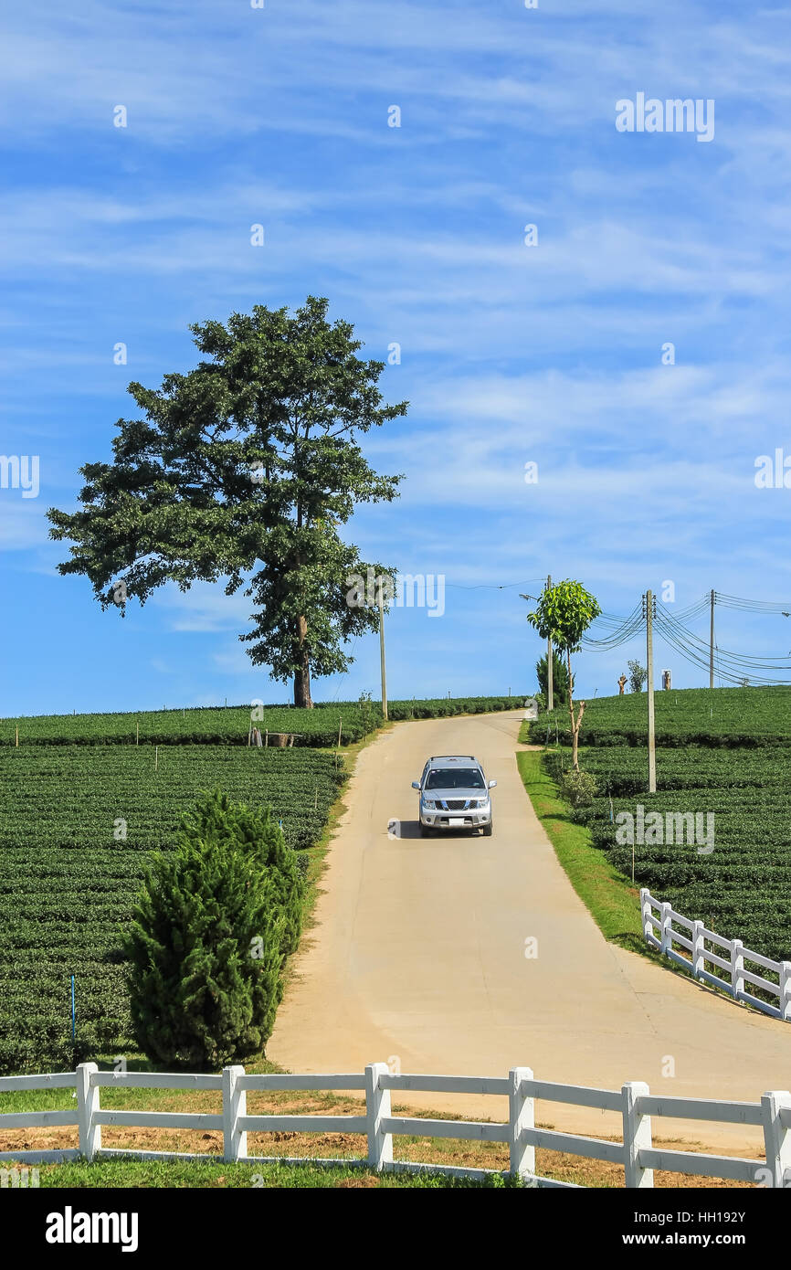 Plantación de té, Lone Tree y automóvil desde la colina en Chiang Rai, Tailandia Foto de stock