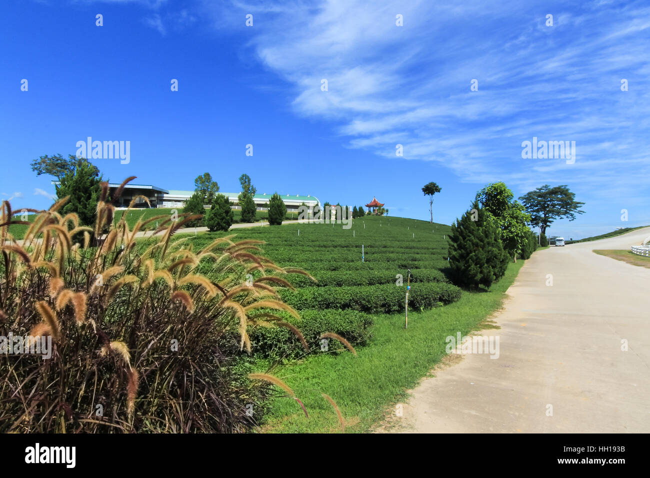 Fuente de Pennisetum pasto en la plantación de té con fondo de cielo azul Foto de stock