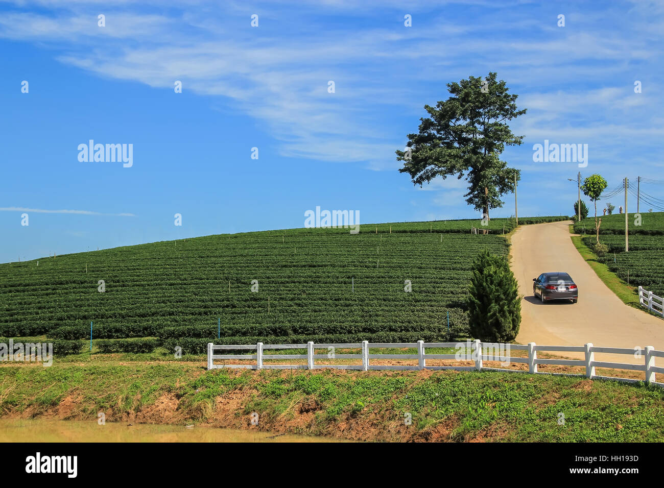 Plantación de té, Lone Tree y la conducción de automóviles en la colina en Chiang Rai, Tailandia Foto de stock