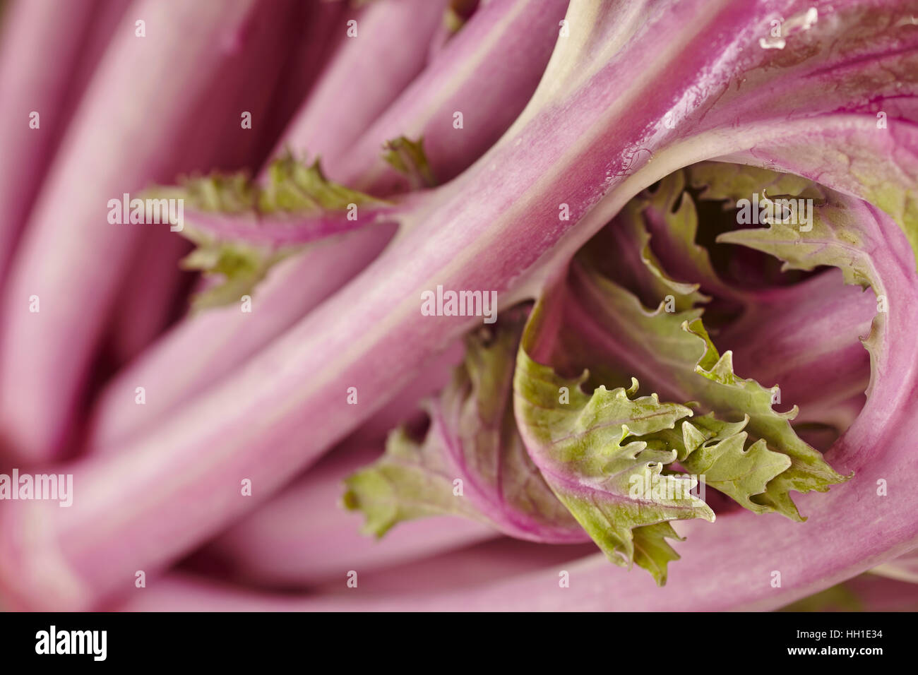 Púrpura fresca cruda, la col rizada, una temporada de hortalizas de invierno Foto de stock