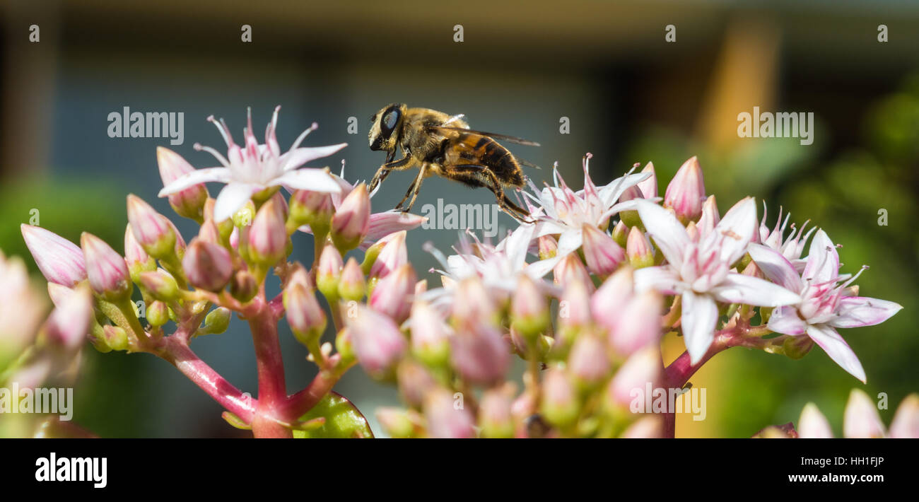 Una abeja en una planta de Jade Foto de stock