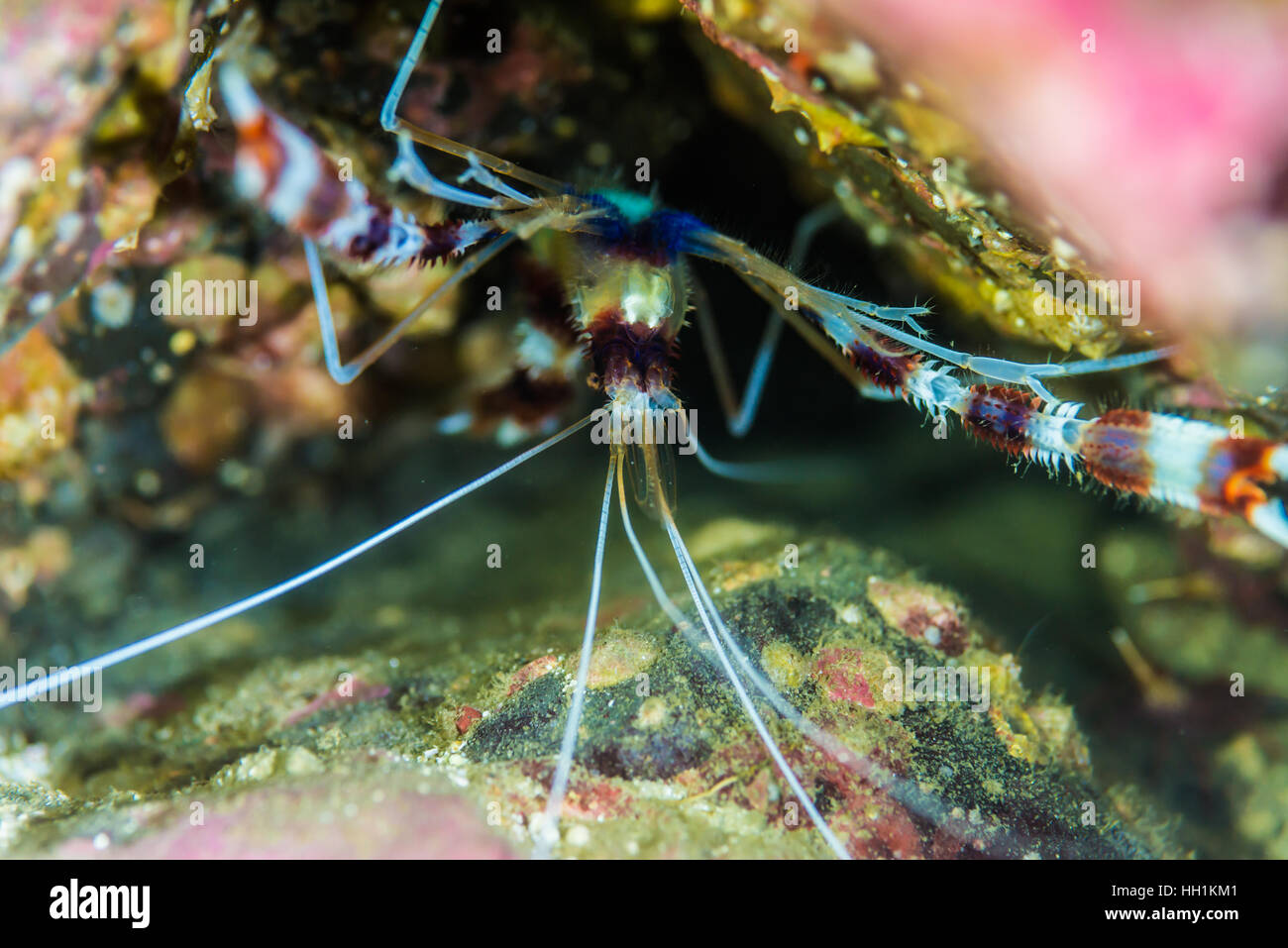 Nombre científico congregado de camarones de coral fotografías e imágenes  de alta resolución - Alamy