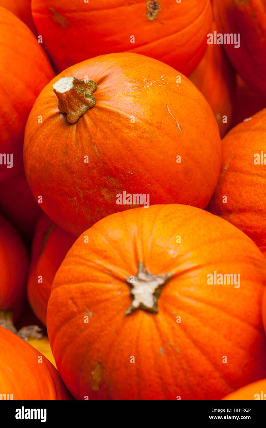 Calabazas en venta en Halloween Foto de stock