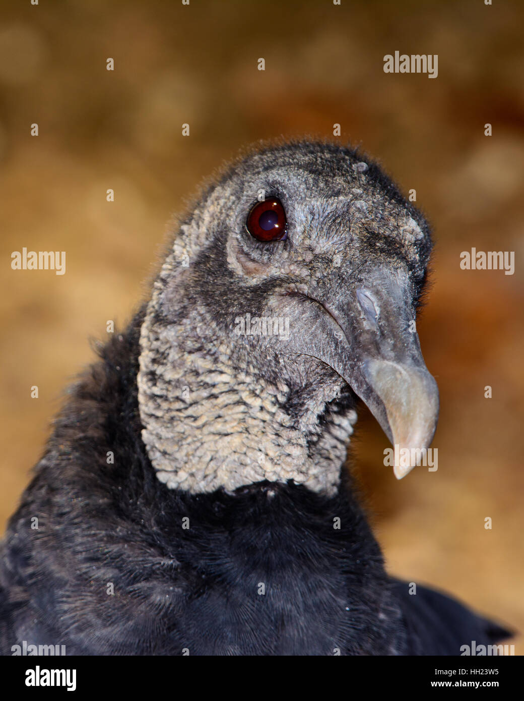 American buitre negro (Coragyps atratus) bokeh de fondo. Closeup muestra los detalles de la cabeza, el cuello y los ojos. Foto de stock