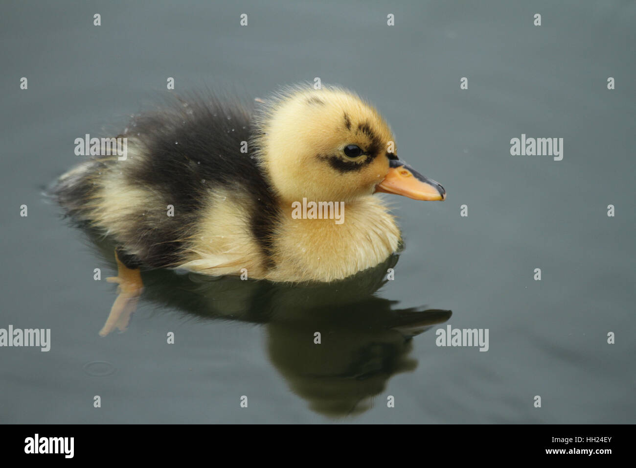 Patito Bebe Fotos E Imagenes De Stock Alamy