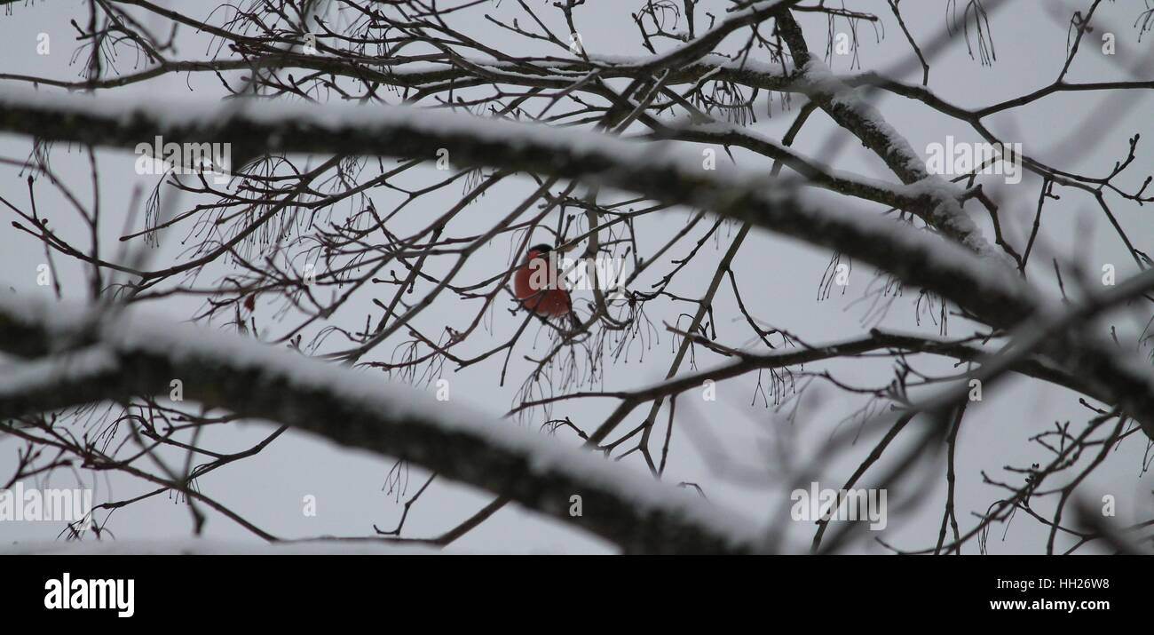 Grande con el pecho rojo brillante significa pájaro macho bullfinch ocultar profundas ramificaciones en la nieve el día de invierno Foto de stock