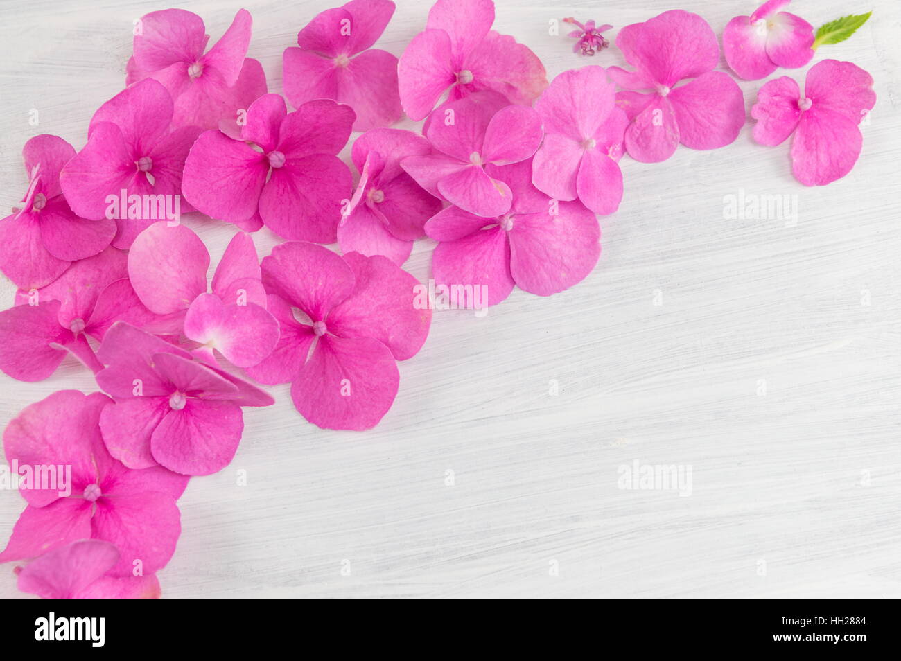 Montón de hortensia flores rosadas sobre fondo de madera Foto de stock