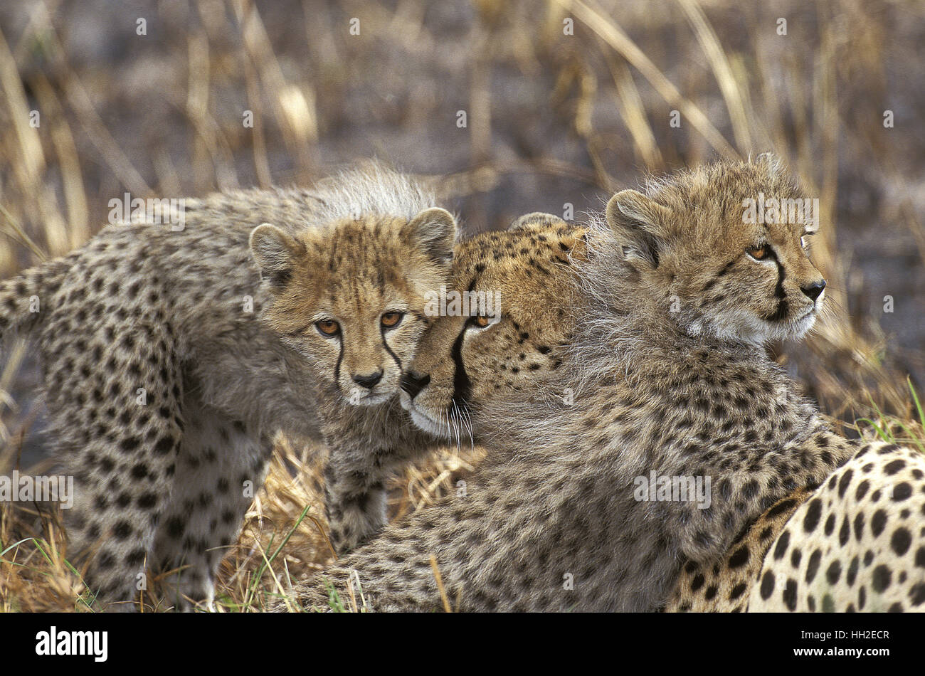 Guepardo Acinonyx jubatus, Madre y Cub, Parque de Masai Mara en Kenya Foto de stock