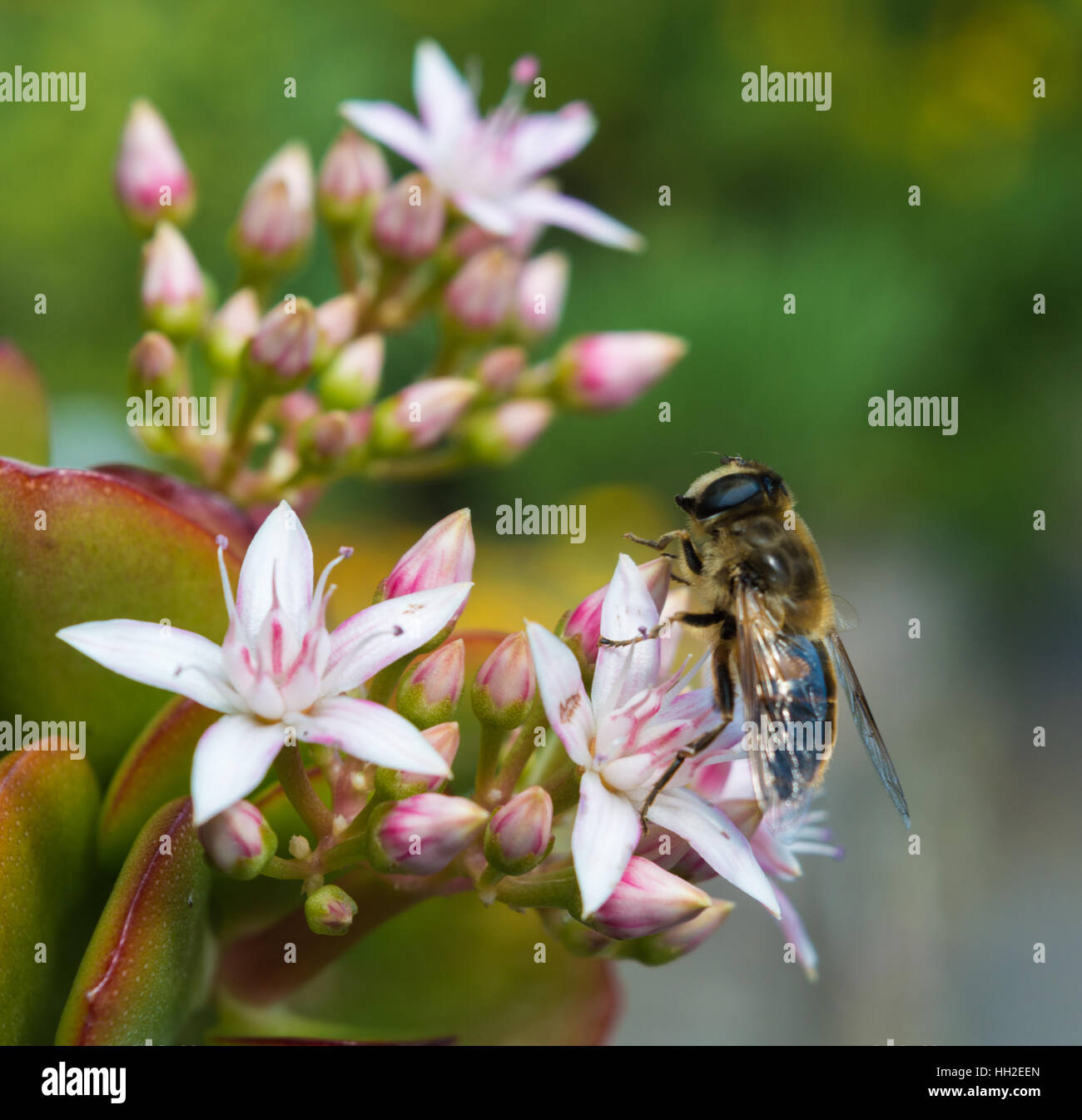 La abeja melífera encaramado sobre una planta de Jade Foto de stock