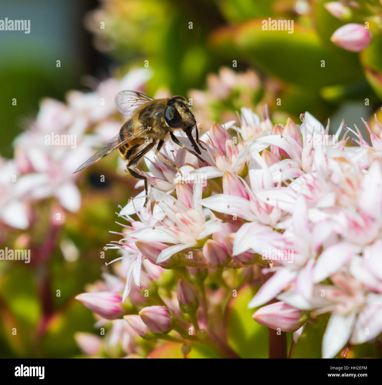 La abeja melífera sentada sobre una planta de Jade Foto de stock