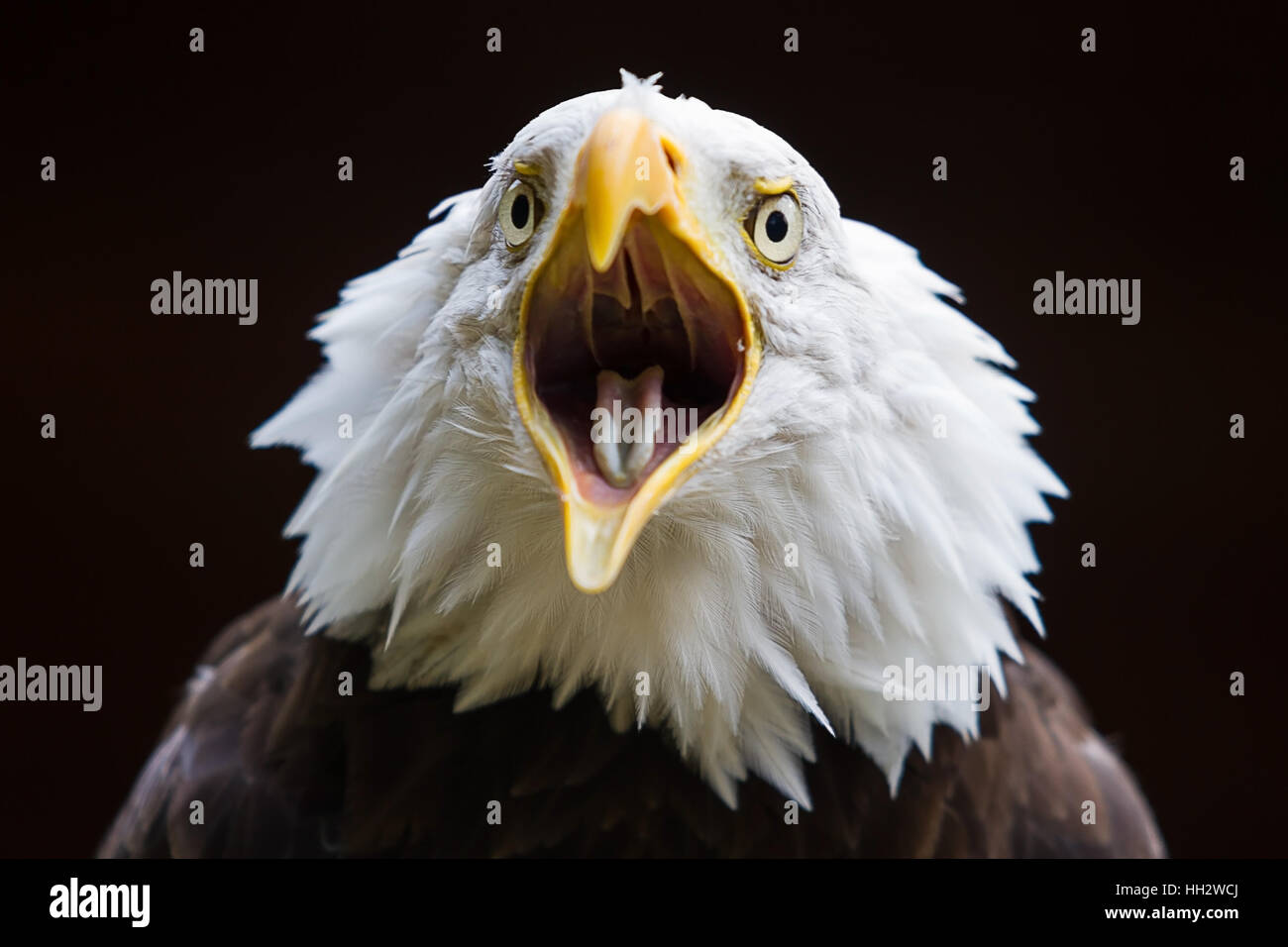 Foto de un águila con el pico de calvicie americana llamada abierta  Fotografía de stock - Alamy