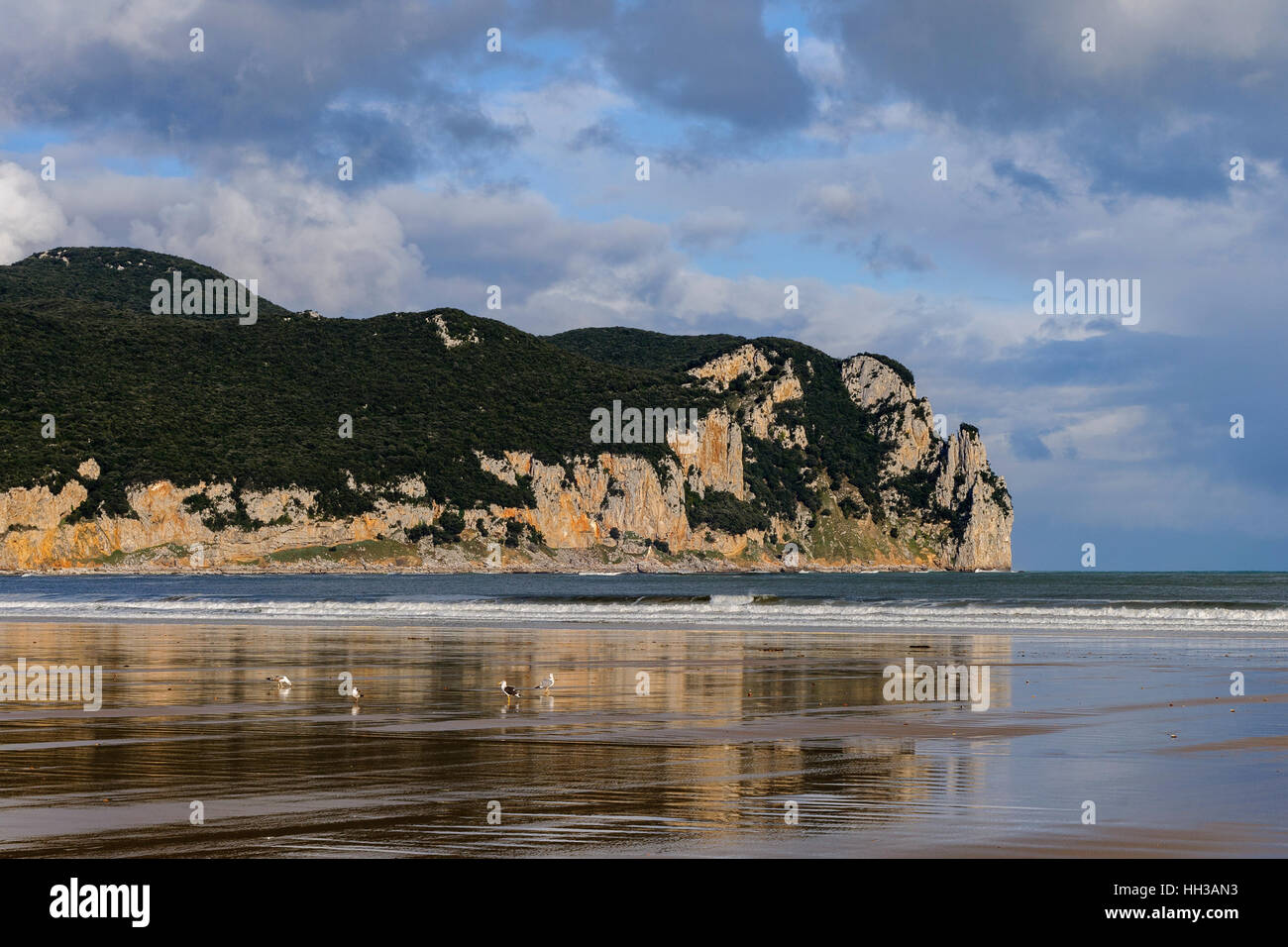 Las gaviotas comiendo en la playa de la localidad de Laredo, en la provincia de Cantabria, España, Europa. Foto de stock