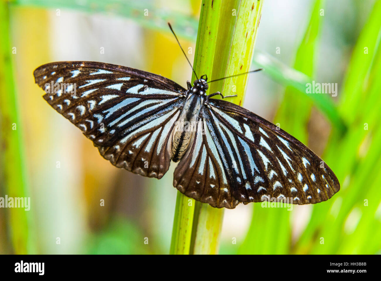 Cerca de la hermosa mariposa con las alas extendidas en planta verde Foto de stock