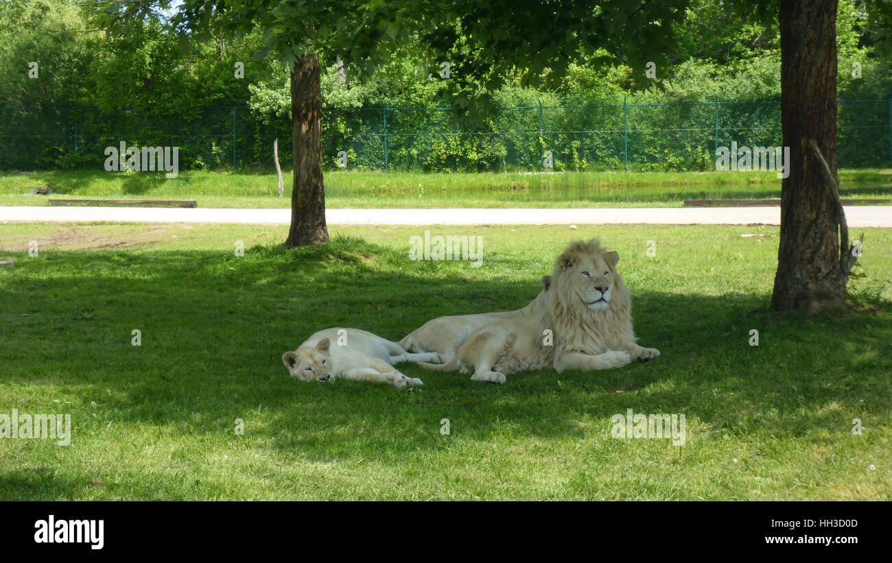 Pareja de leones blancos descansando en la sombra de árbol Foto de stock