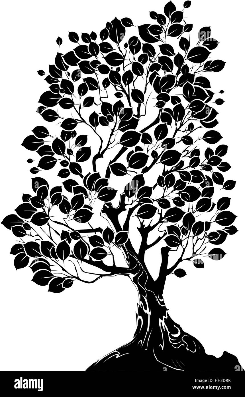 Árbol caducifolio de arte silueta dibujada sobre un fondo blanco. Ilustración del Vector