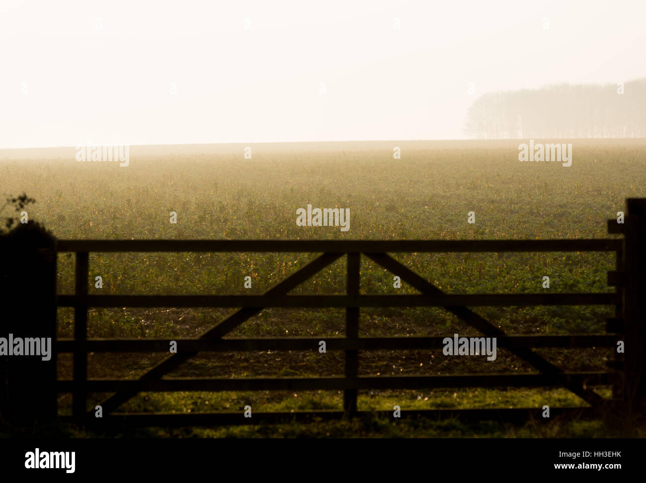 Puerta retroiluminado en niebla Campo Agrícola Foto de stock