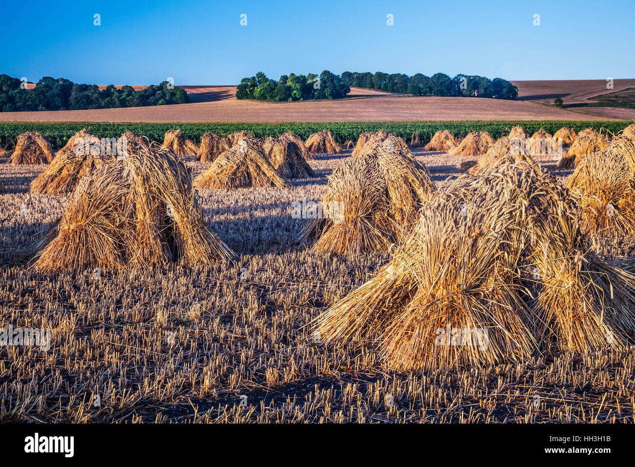 Stooks tradicional de trigo en un campo en Wiltshire, Inglaterra. Foto de stock