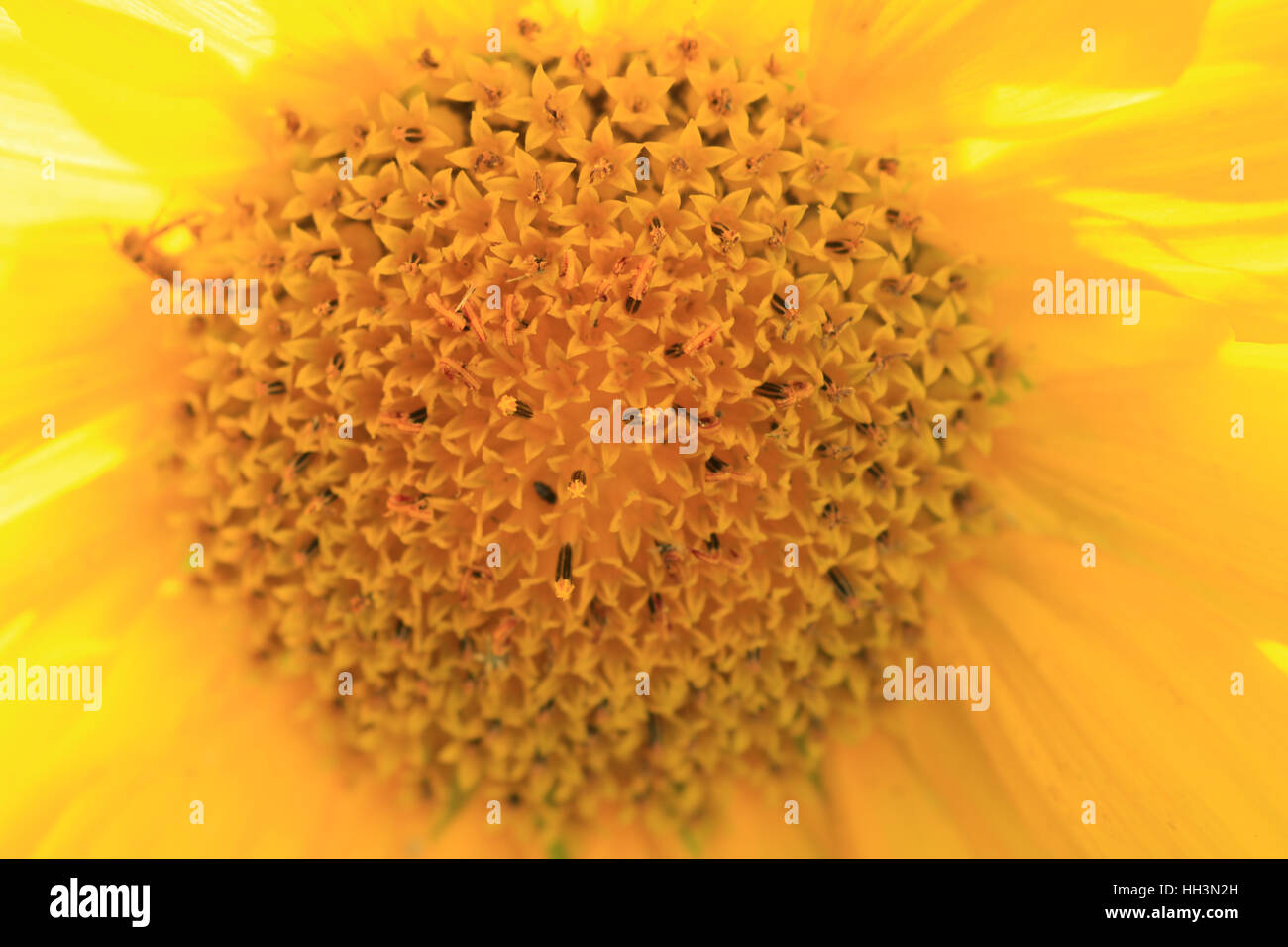 Blühende Sonnenblume im Garten Foto de stock