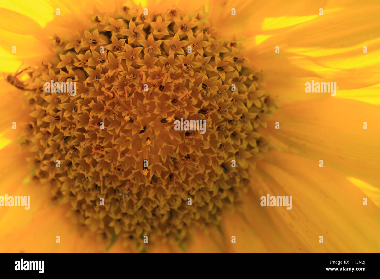 Blühende Sonnenblume im Garten Foto de stock