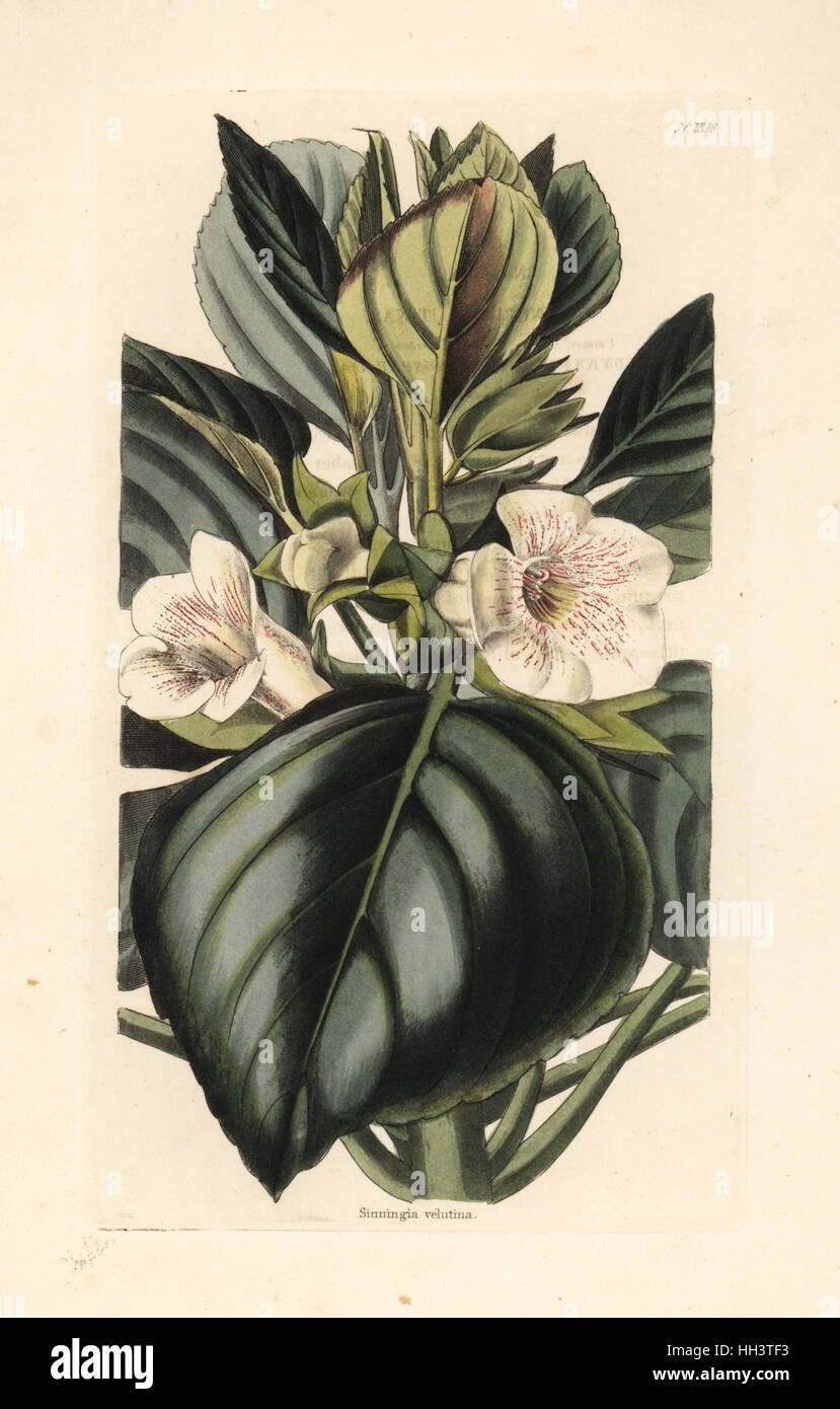 Terciopelo, gloxinia Gloxinia velutina (Sinningia velutina). Copperplate Handcolored grabado por George Cooke, de Conrad Loddiges' del Gabinete de Botánica, Hackney, 1828. Foto de stock