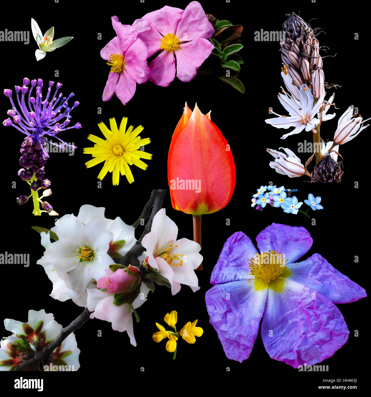 Flora griega fotografías e imágenes de alta resolución - Alamy Flora griega fotografías e imágenes de alta resolución - Alamy