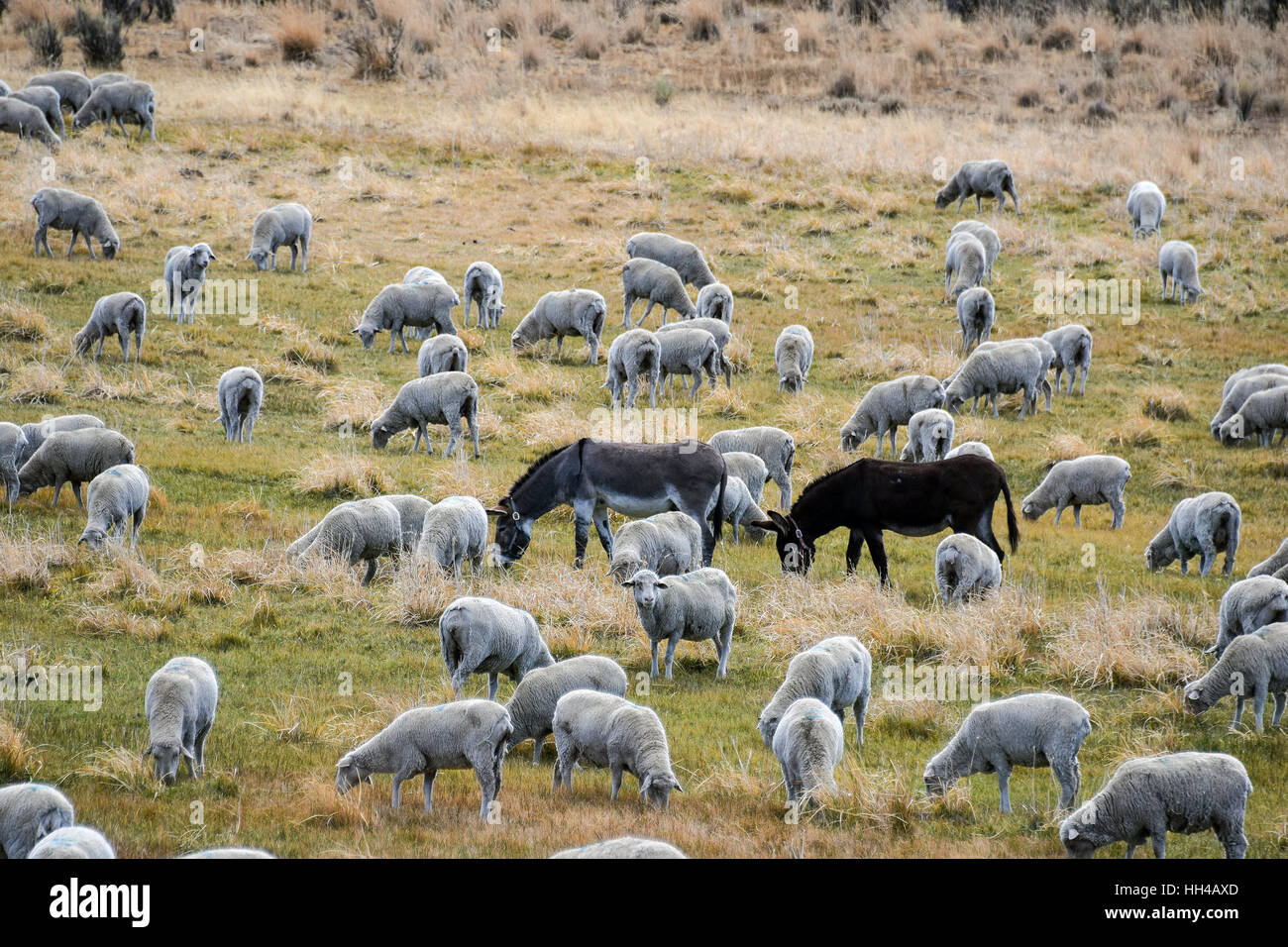 Rebaño de ovejas pastando con burros como guardianes del ganado en contra de los coyotes, lobos y otros depredadores. Foto de stock