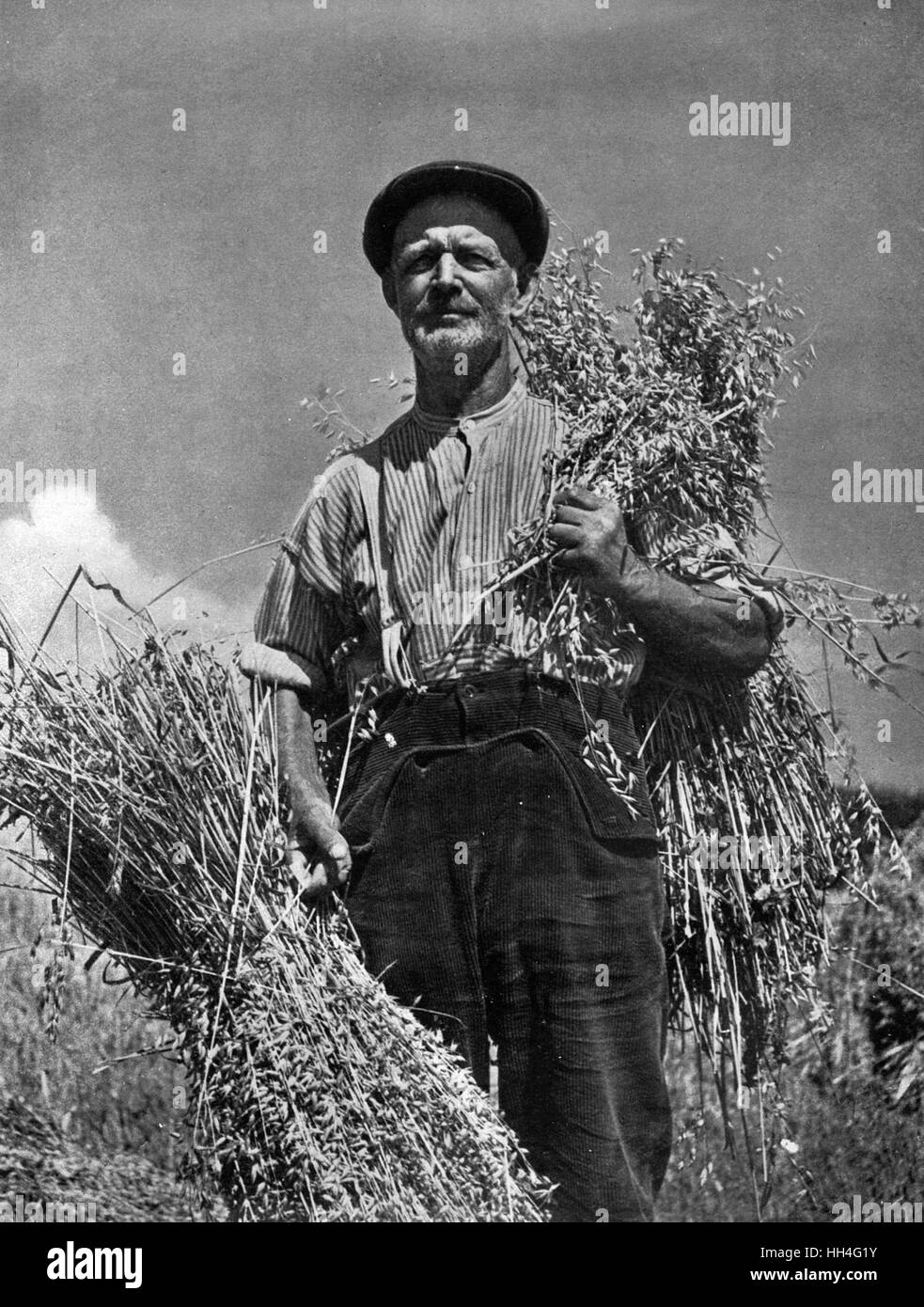 Agricultor en medio de su permanente dos poleas de sujeción del cultivo de maíz. Foto de stock