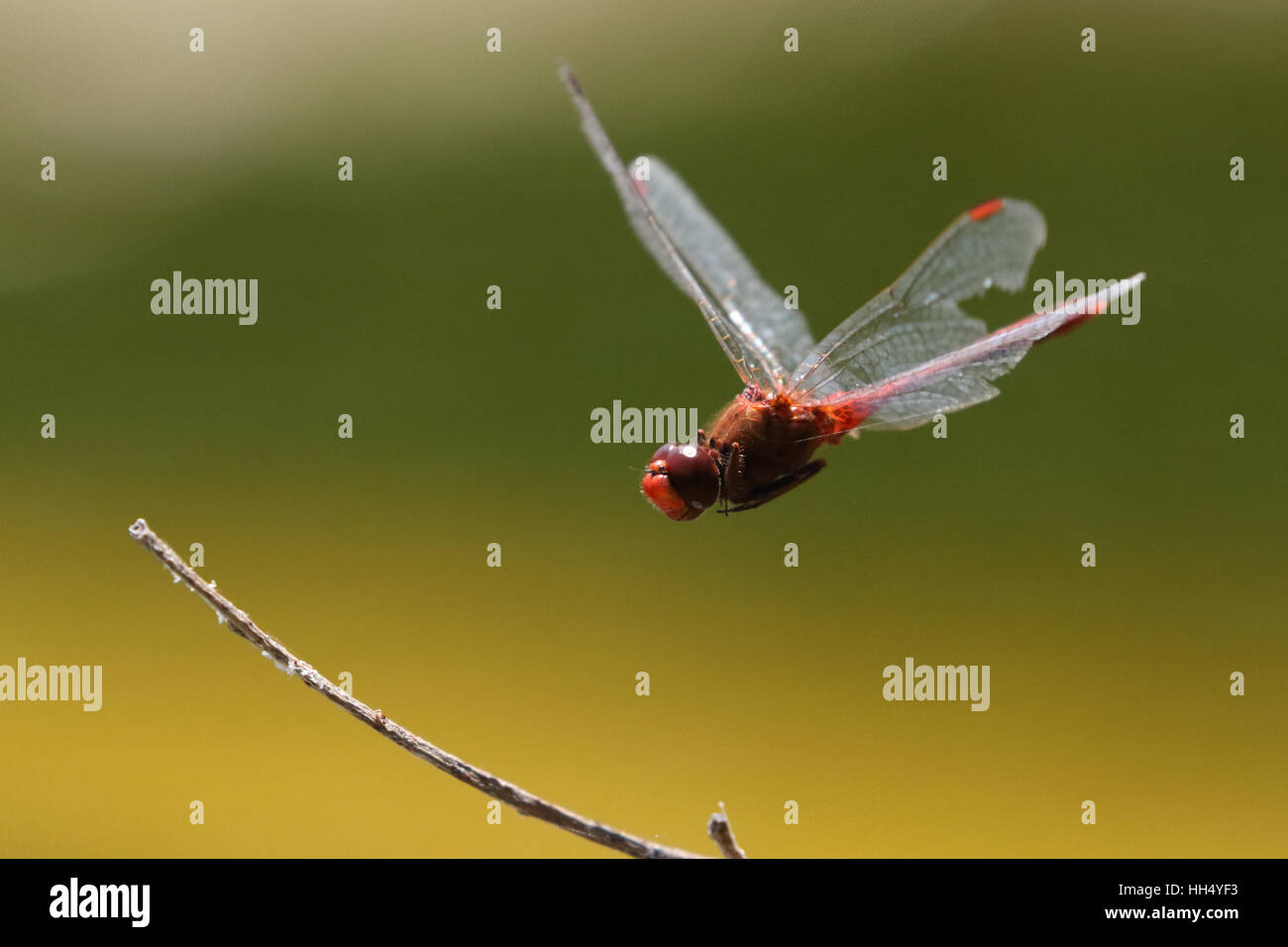 Scarlet percher libélula en vuelo Foto de stock