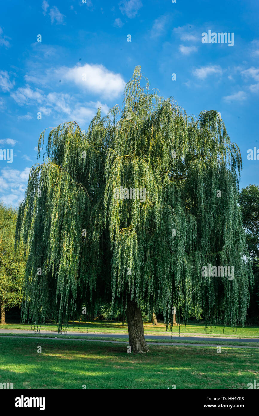 Árbol de sauce llorón Fotografía de stock Alamy