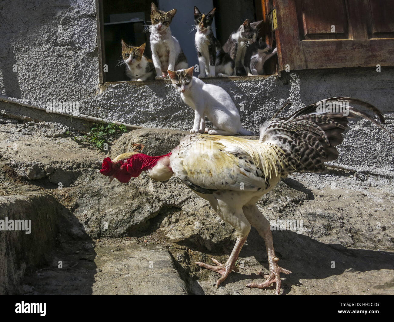 Una familia de gatos ver un transeúnte rooster subir los peldaños de la barriada Tabajaras en Río de Janeiro. Foto de stock