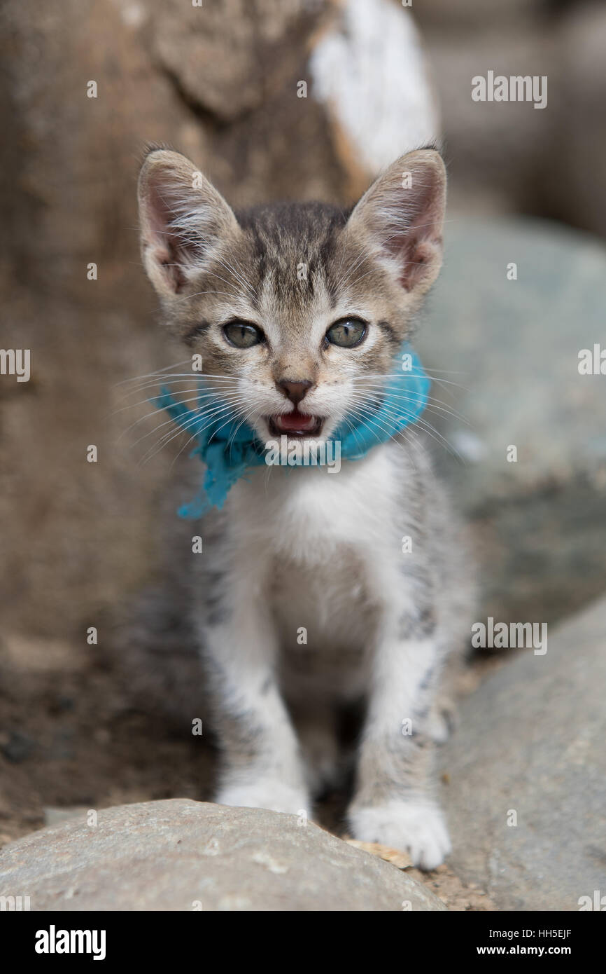 Pequeña Kitty con bufanda azul Foto de stock