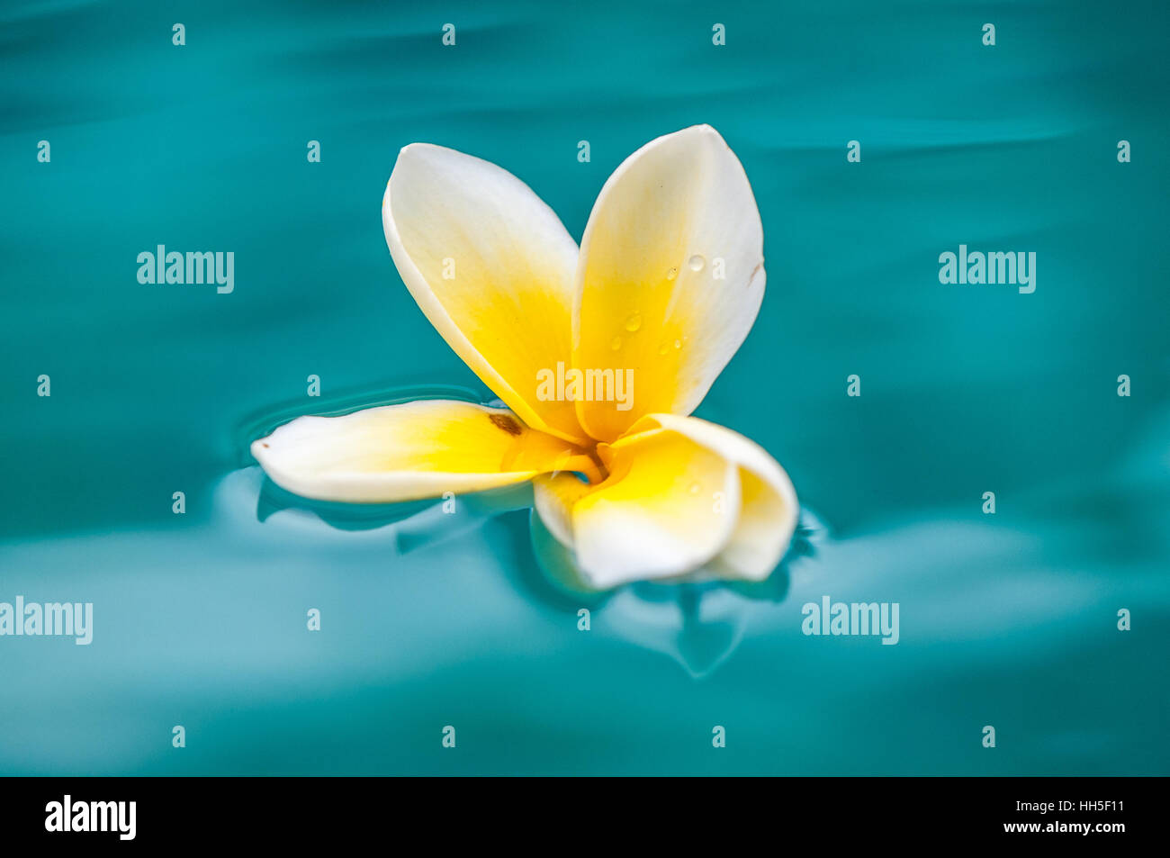 Flor de plumeria flotando en el agua Foto de stock