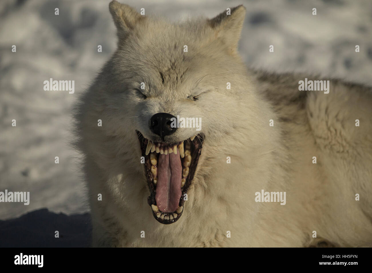 Dientes de lobo fotografías e imágenes de alta resolución - Alamy