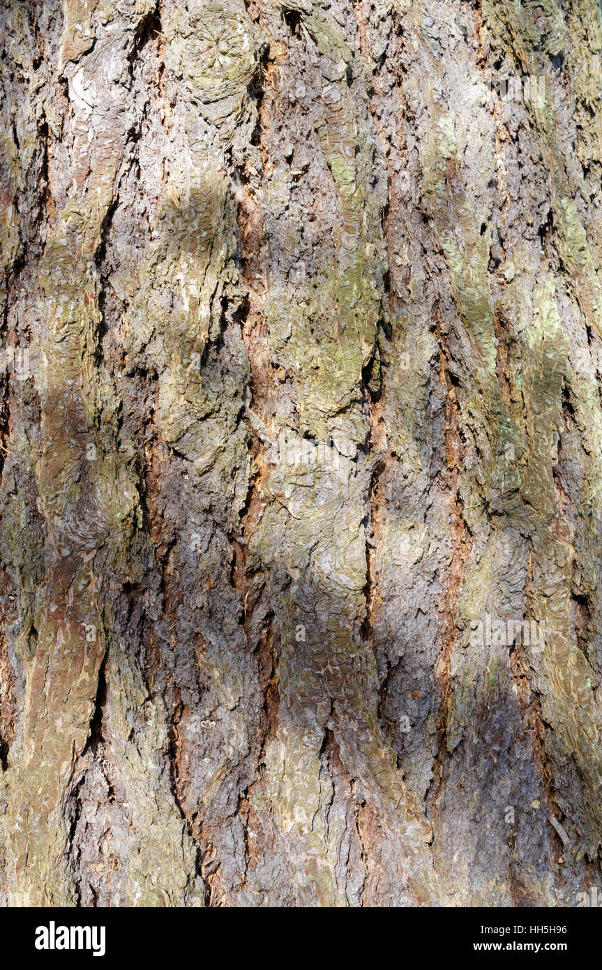 Corteza rugosa de abeto Douglas (Pseudotsuga menziesii) árbol, Vancouver, British Columbia, Canadá Foto de stock