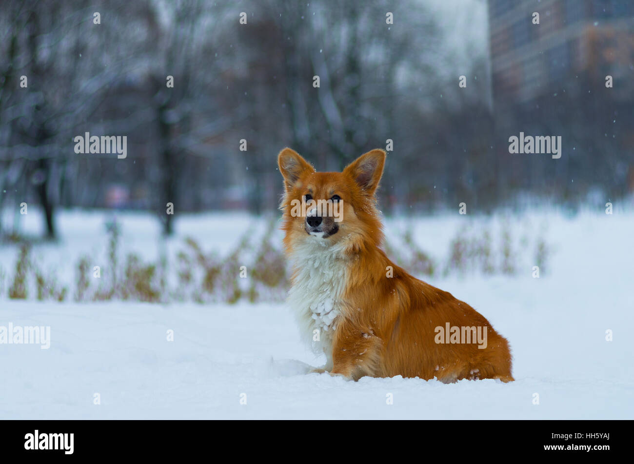 Foto de un perro (raza Welsh Corgi pembroke esponjosos, de color rojo) en el parque, día de invierno, Rusia Foto de stock