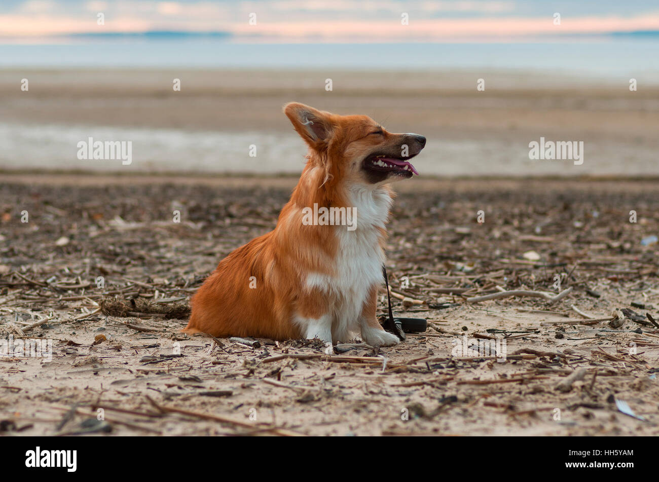 Foto de un perro con el plomo (raza Welsh Corgi pembroke esponjosos, de color rojo) sentados en la arena de una playa en la puesta de sol Foto de stock