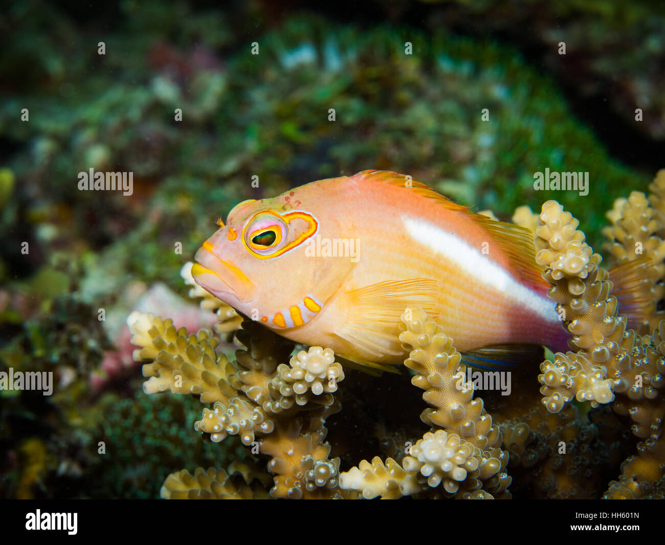 Isla de la mafia de los corales fotografías e imágenes de alta