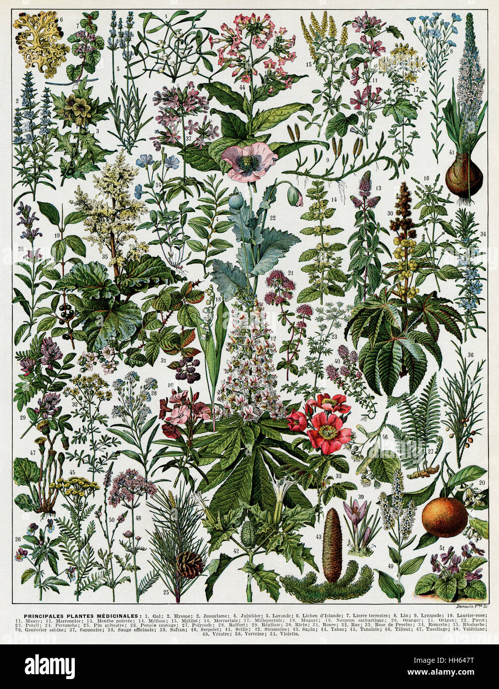 Una gran variedad de plantas medicinales conocidos por sus propiedades curativas incluyendo el muérdago, sphagnum moss y violetas. Foto de stock