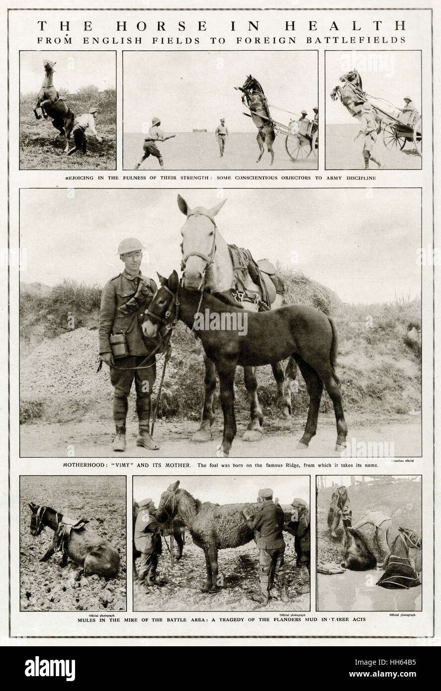 Mules and horses fotografías e imágenes de alta resolución - Alamy