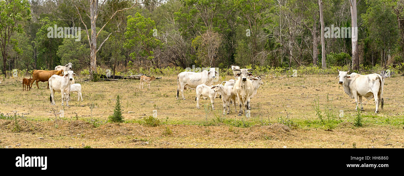 País escena australiana, panorámica del paisaje con vacas y calfs y árboles Foto de stock