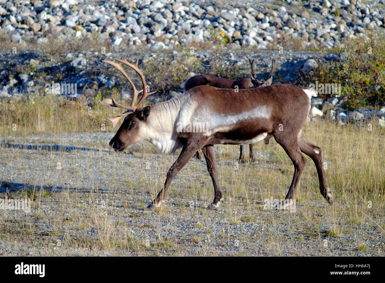 Stone Mountain Park Provincial es rica en vida silvestre. La gama de caribú de América del Norte se extiende desde Alaska, pasando por el Yukón, Foto de stock