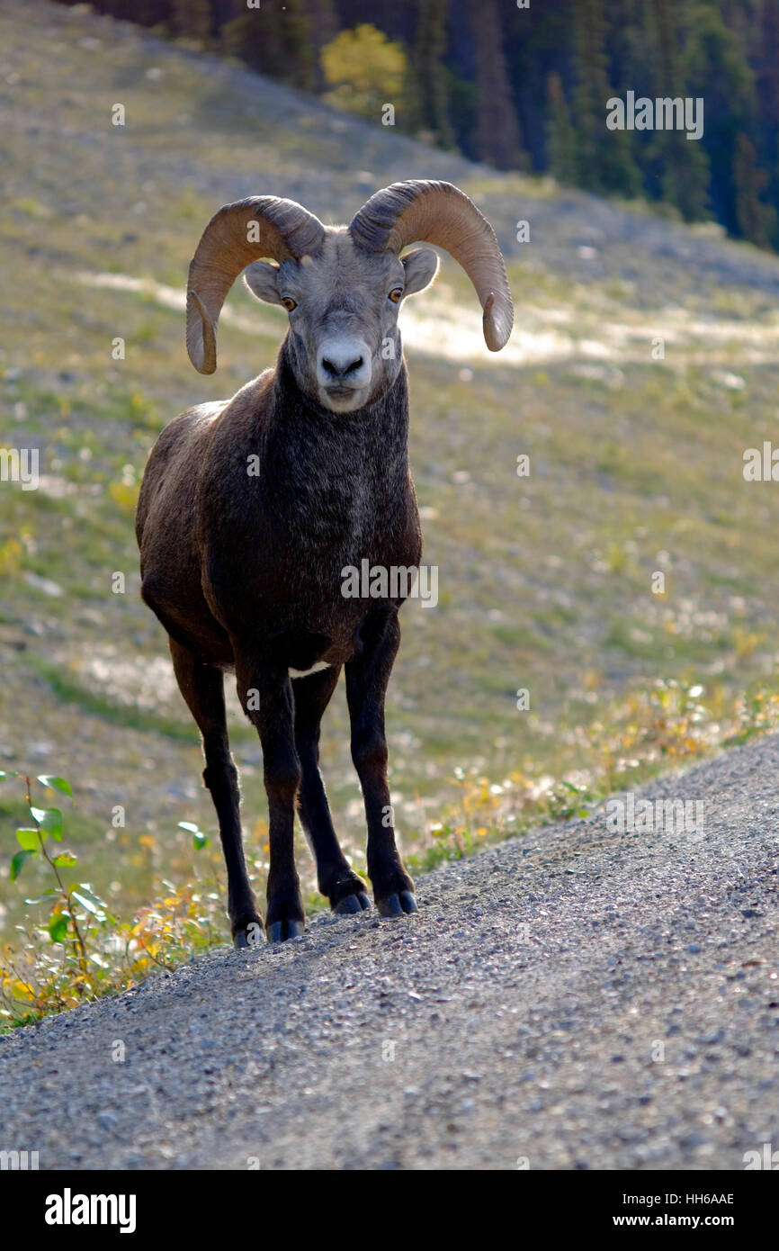 Ram carnero de las Montañas Rocosas. El Borrego Cimarrón son nombradas por los grandes cuernos curvos, sufragados por los carneros (machos) oveja tiene corto, Foto de stock
