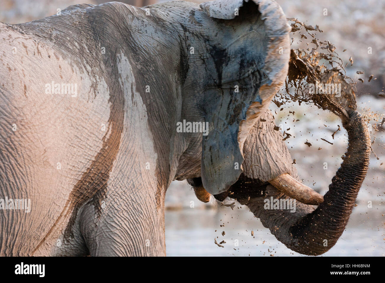 El Parque Nacional Etosha, en Namibia. Un elefante macho (loxodonta africana) se enfría con un baño de barro. Foto de stock