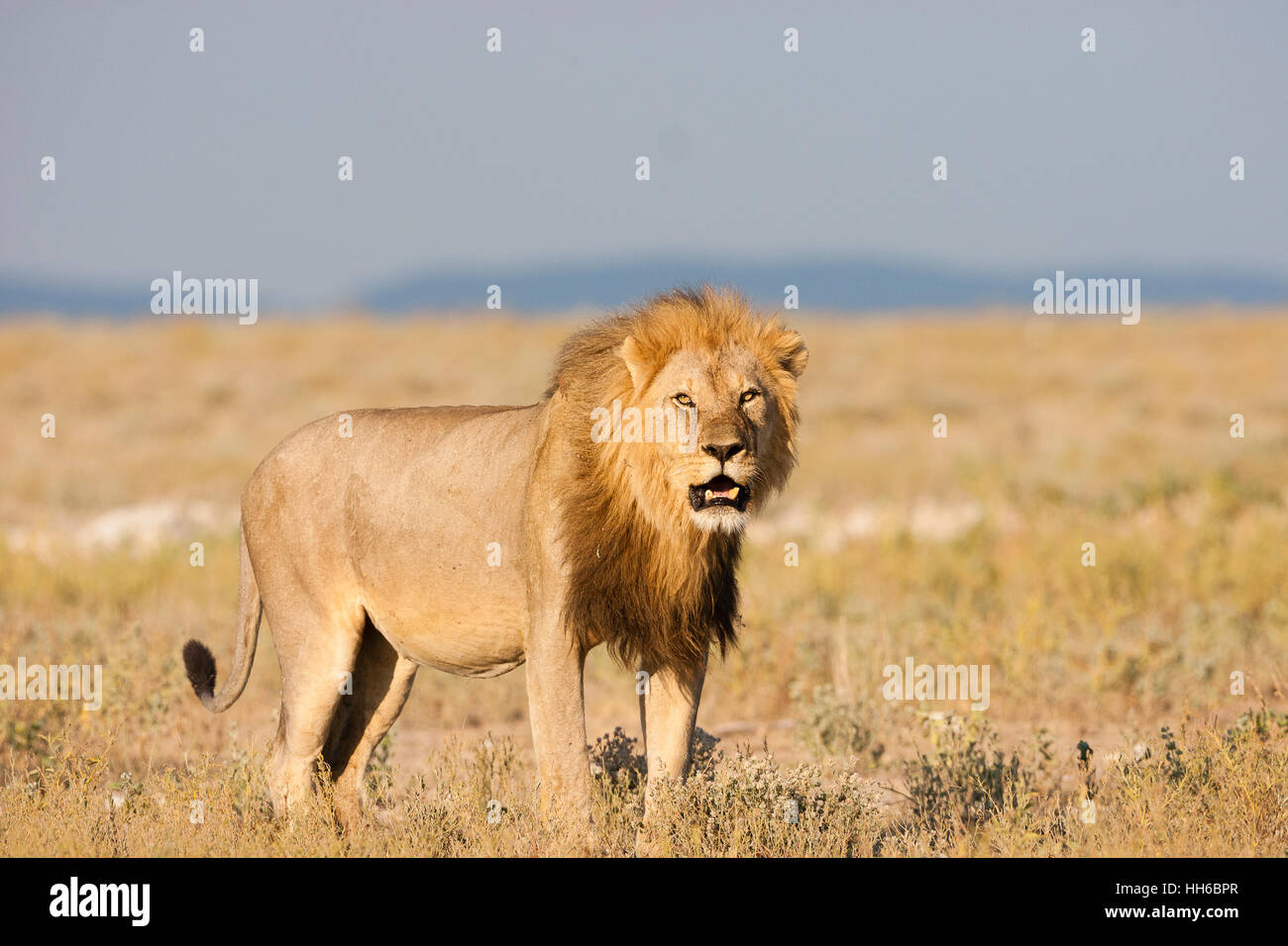 Hábitat de leones grandes fotografías e imágenes de alta resolución - Alamy