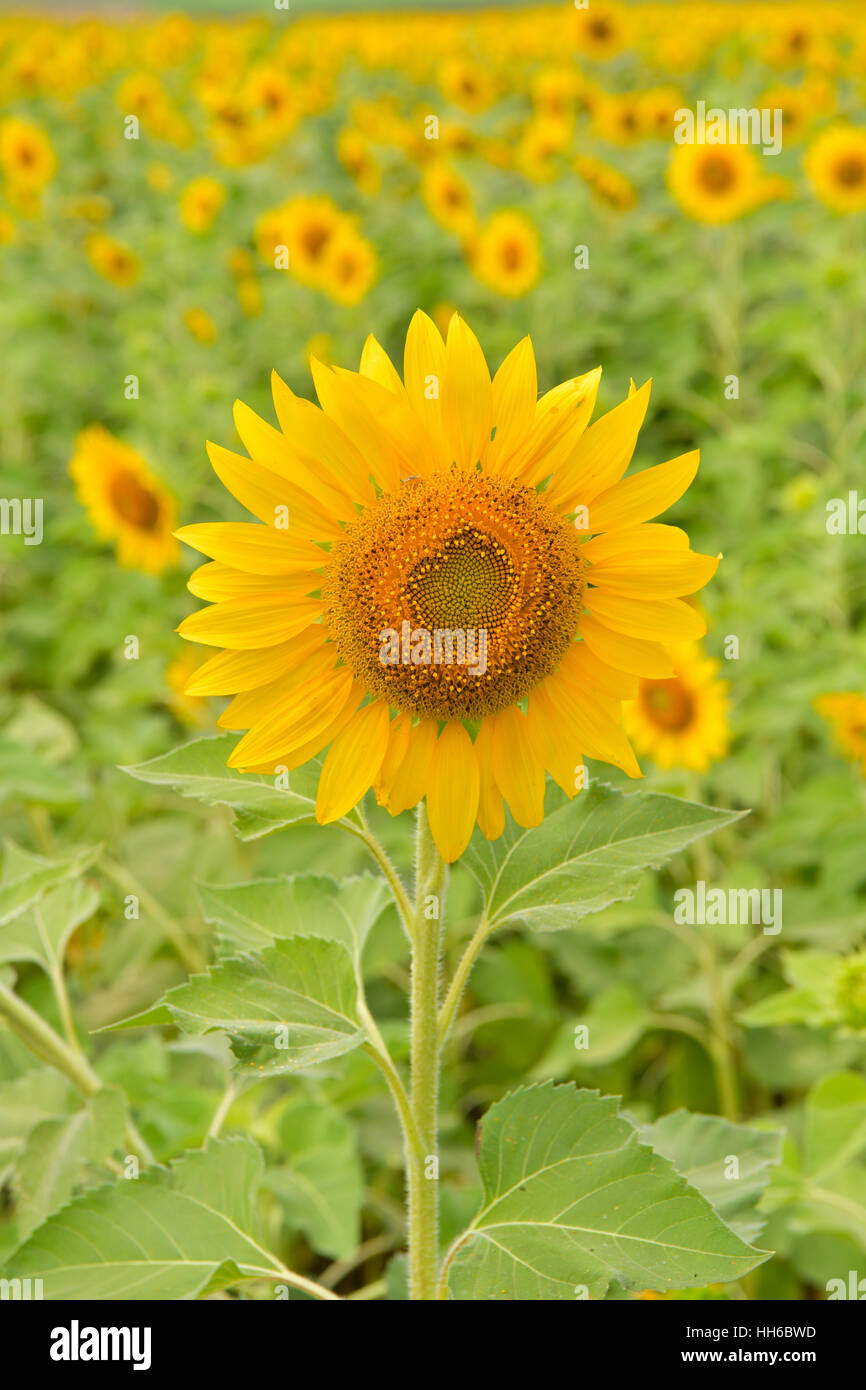 Los girasoles florecen en el jardín en otoño. Semillas de girasol han  extraído petróleo mejorar la salud de la piel y la regeneración Fotografía  de stock - Alamy