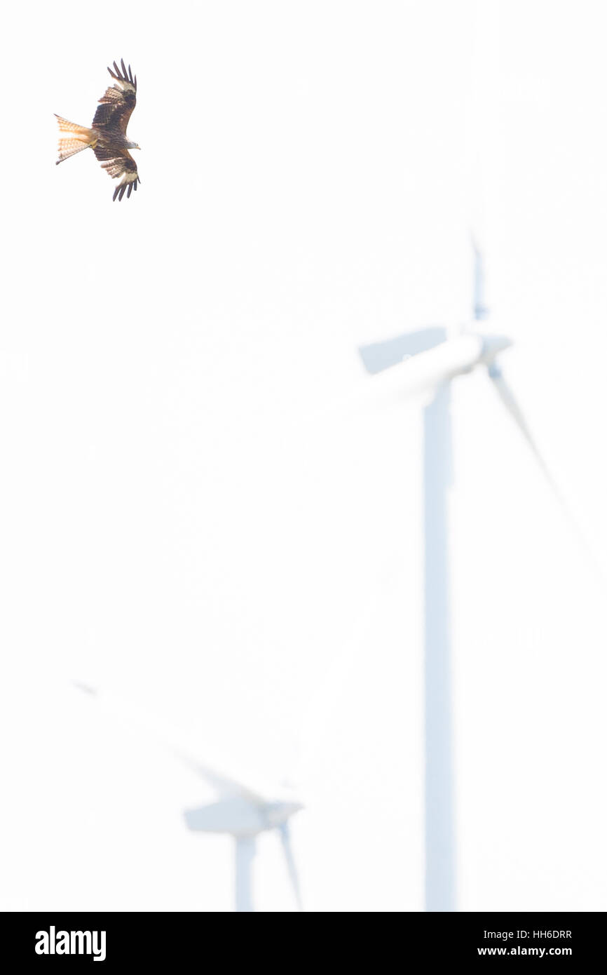 CEREDIGION, Gales, milano real (Milvus milvus) contra el telón de fondo de los parques eólicos. Foto de stock